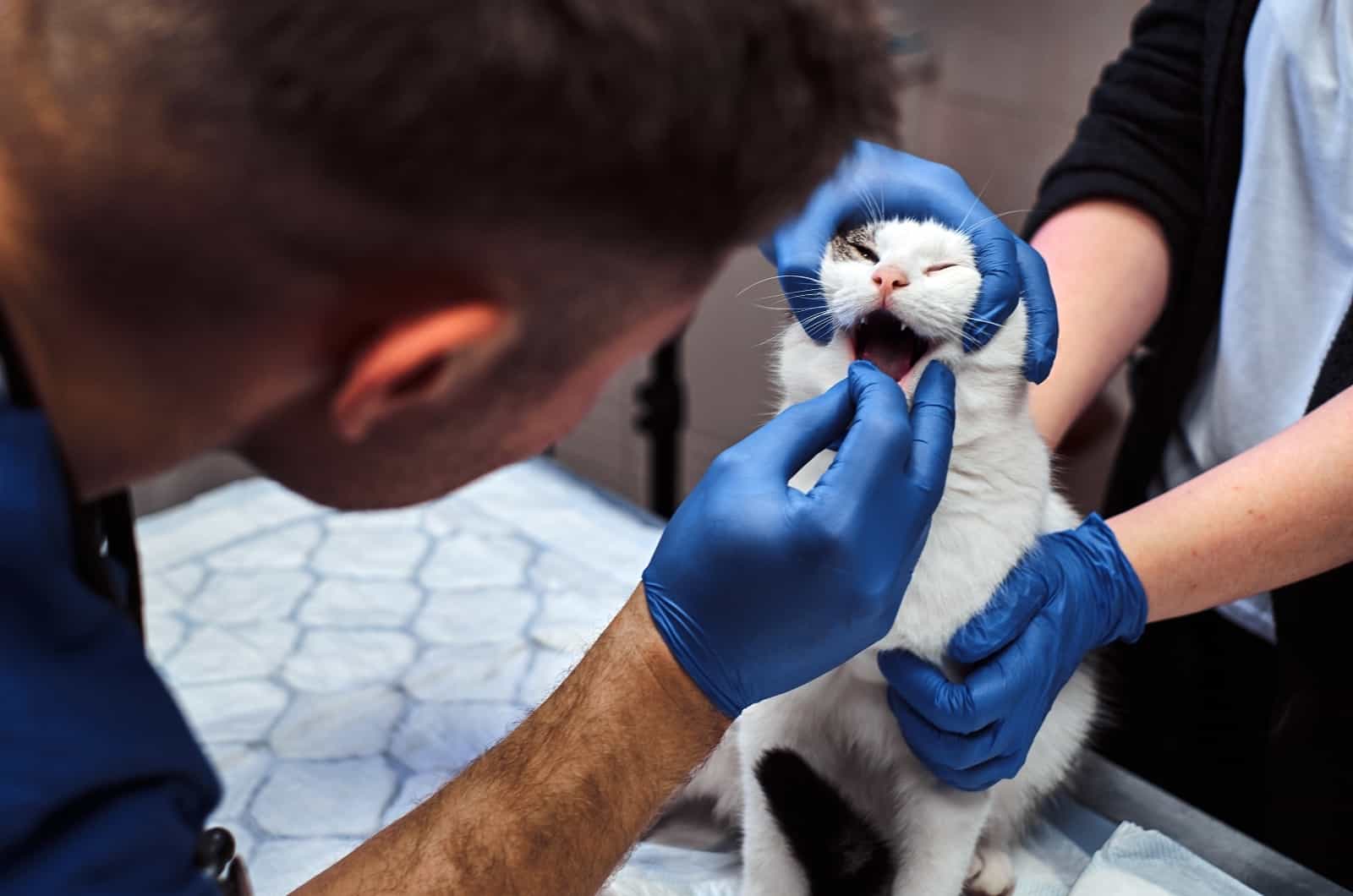 vet taking a look at cat's mouth