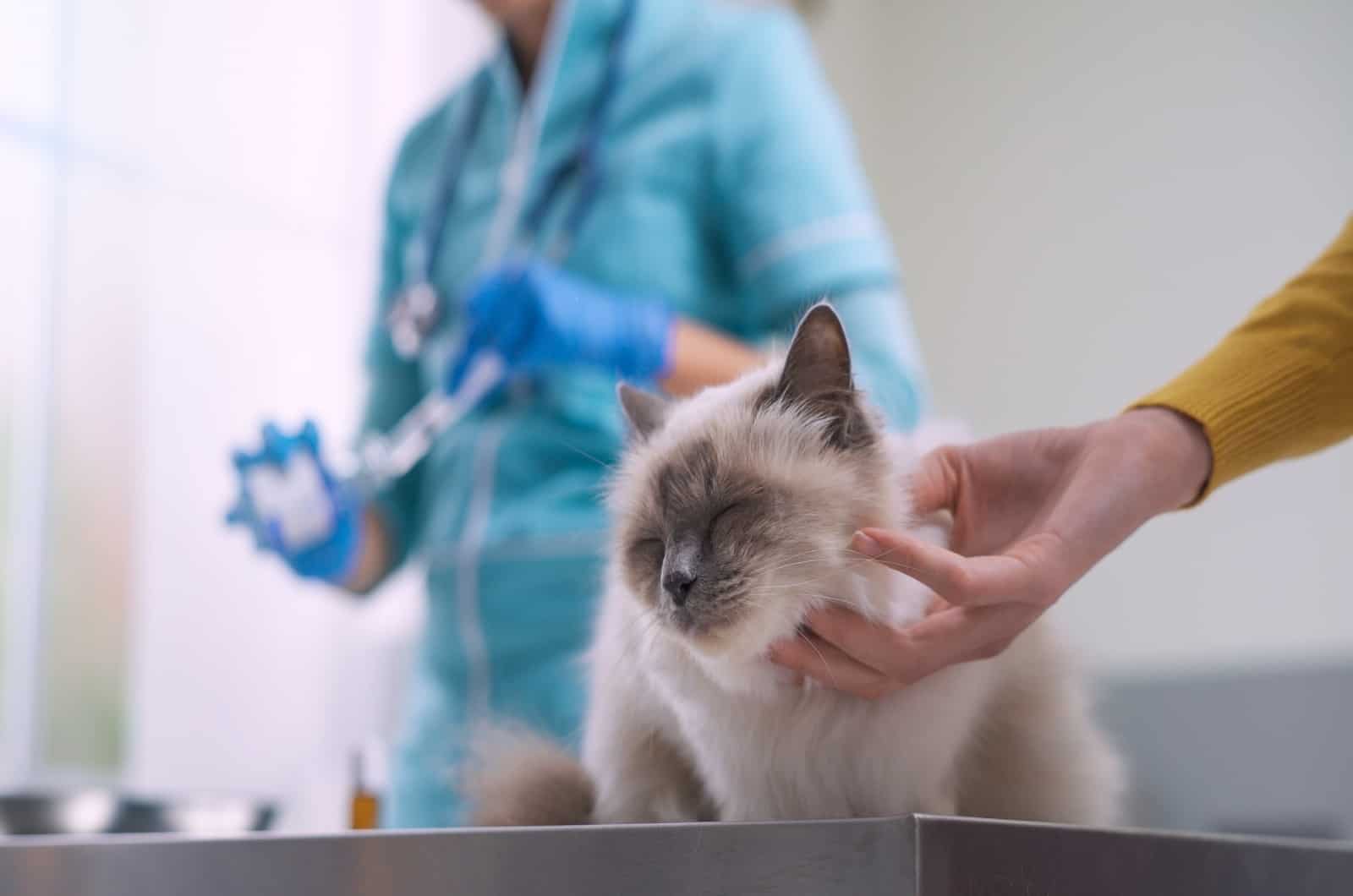 vet with injectable antibiotic in background and owner petting a cat