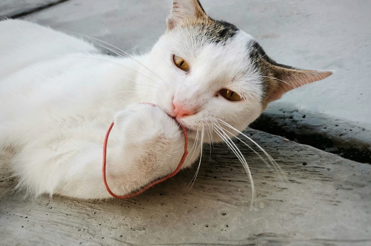 Your Cat Ate A Rubber Band? Here's 3 Things You Must Do