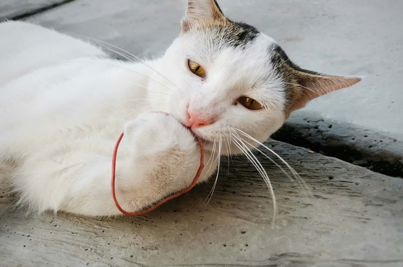 white cat biting Rubber Band