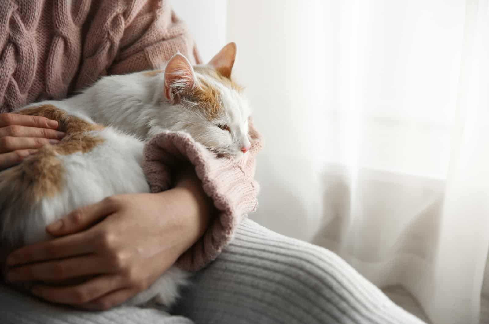 woman petting sleepy cat