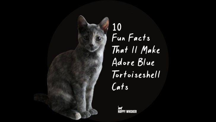 10 Fun Facts That’ll Make You Adore Blue Tortoiseshell Cats