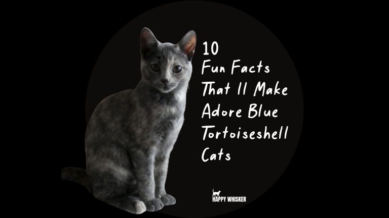 Blue Tortoiseshell Cat