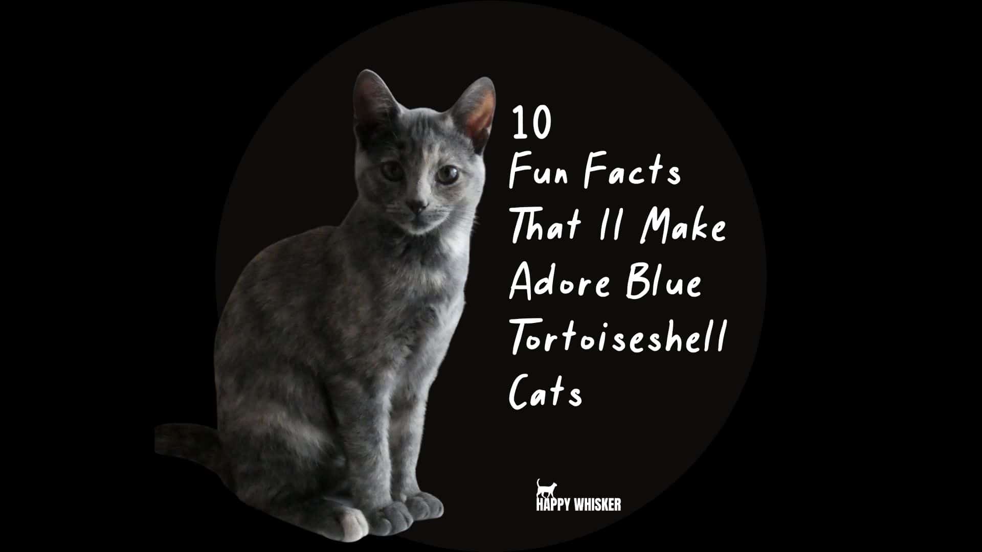 Blue Tortoiseshell Cat