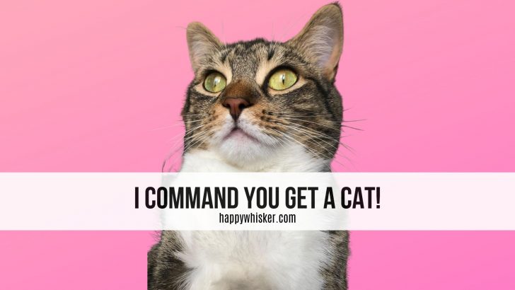 10 Pawsome Reasons Why You Must Get A Cat 