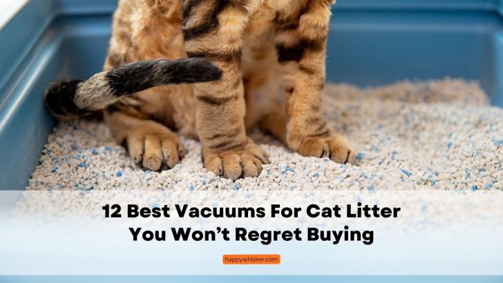 12 Best Vacuums For Cat Litter You Won’t Regret Buying