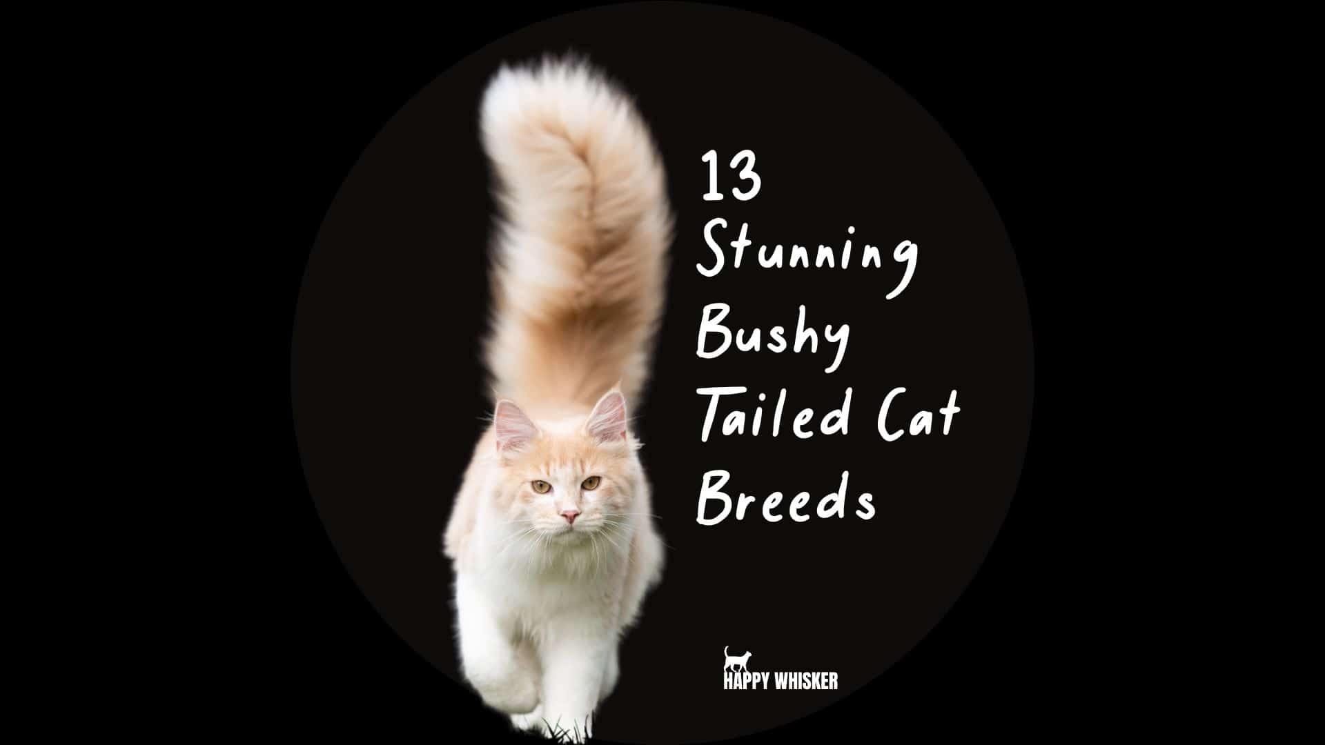 bushy tailed cats