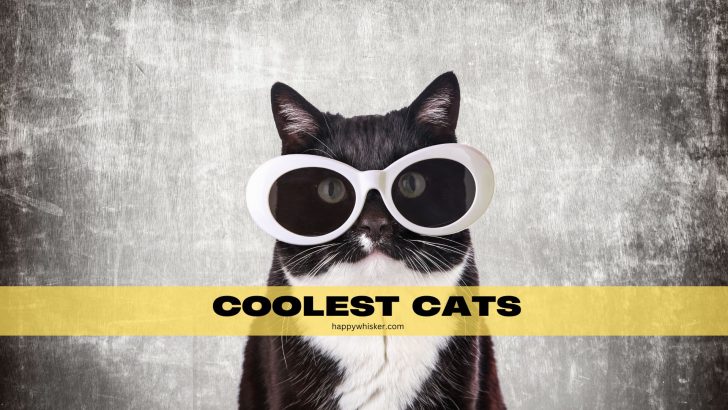 14 Coolest Cats You Should Follow On Instagram