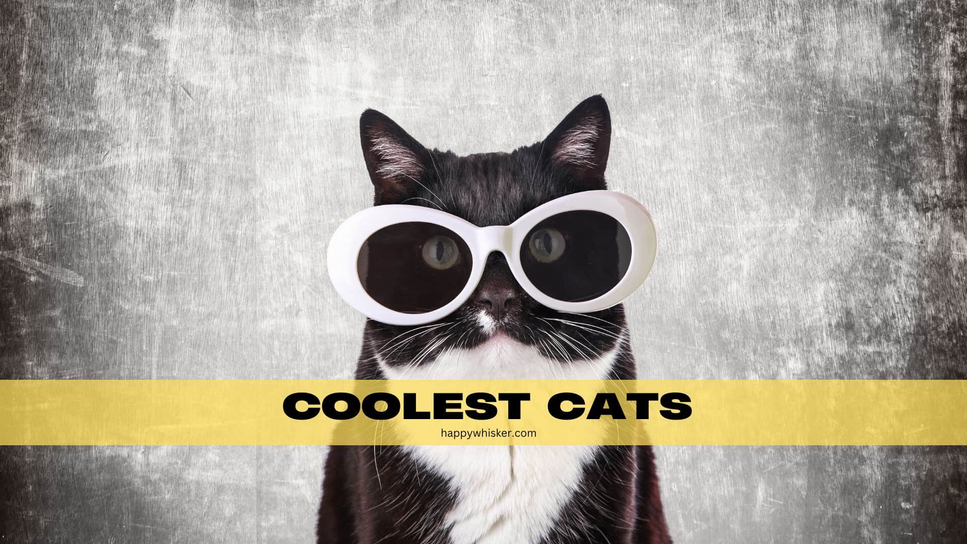 Coolest Cats