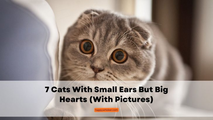 7 Cats With Small Ears But Big Hearts (With Pictures)