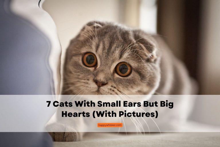 scottish fold cat with small ears