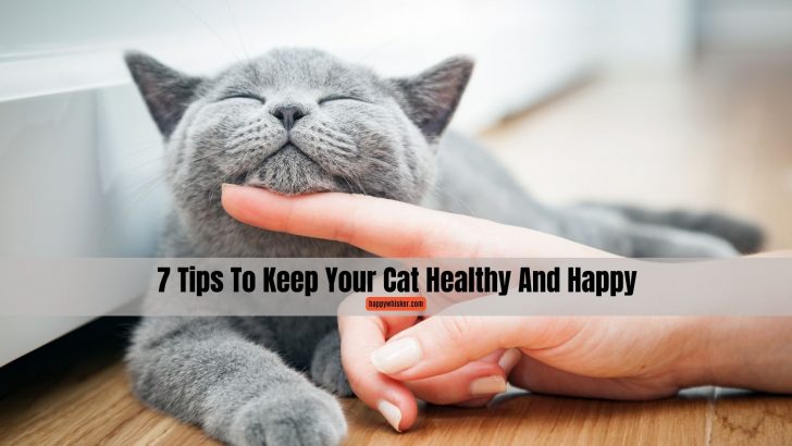 7 Tips To Keep Your Cat Healthy And Happy