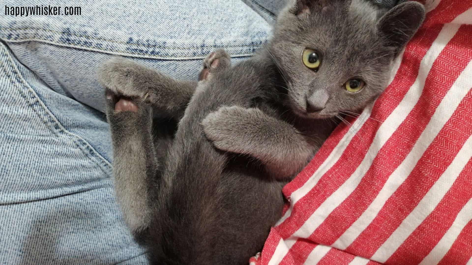 rescued grey cat