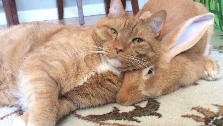 A Friendship Like No Other! Rabbit Wallace And Gus The Cat