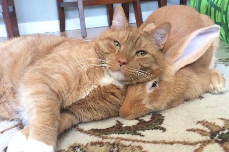 wallace the rabbit, and gus the cat forming an unlikely friendship