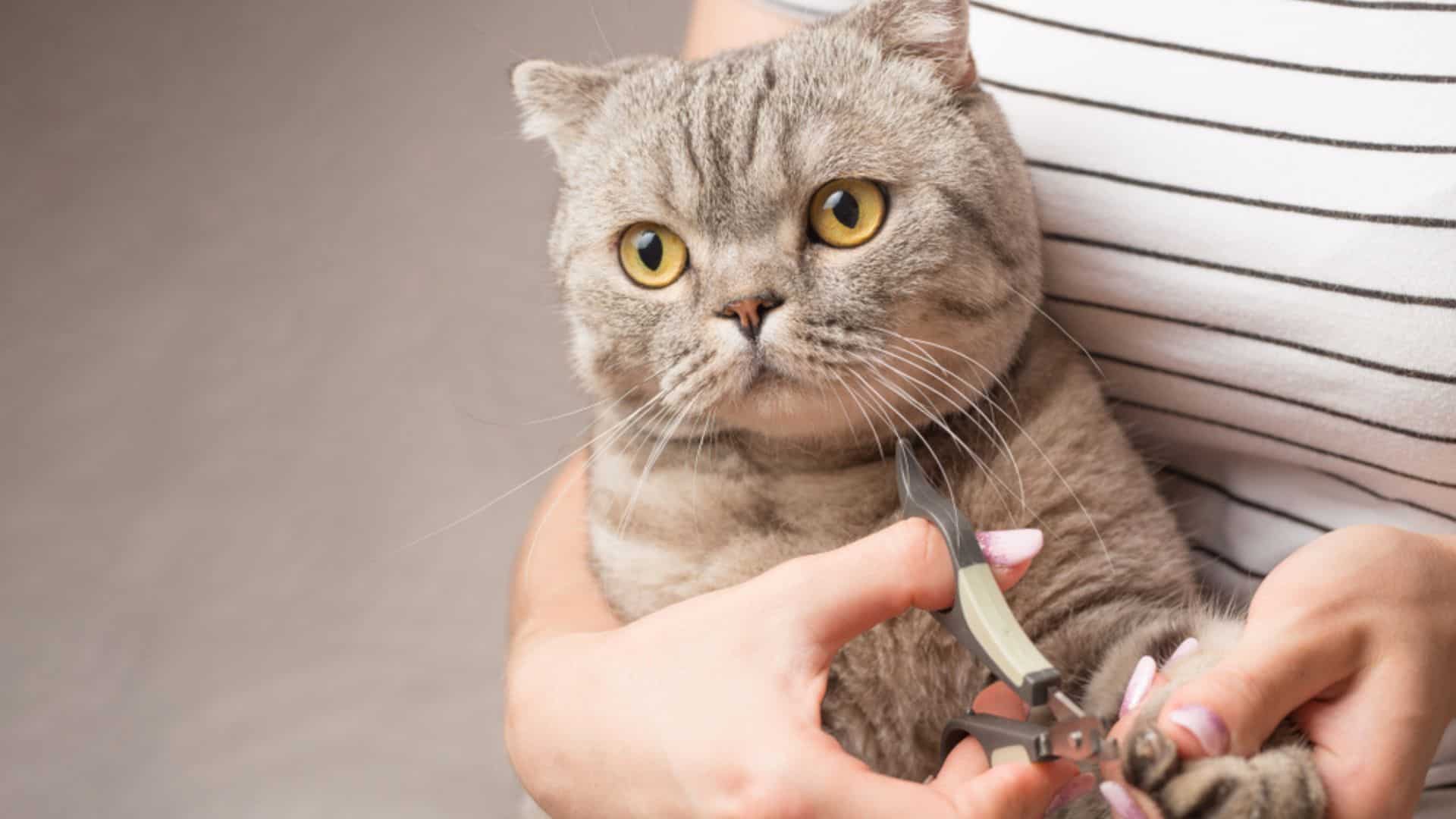 a woman trims a cat's nails