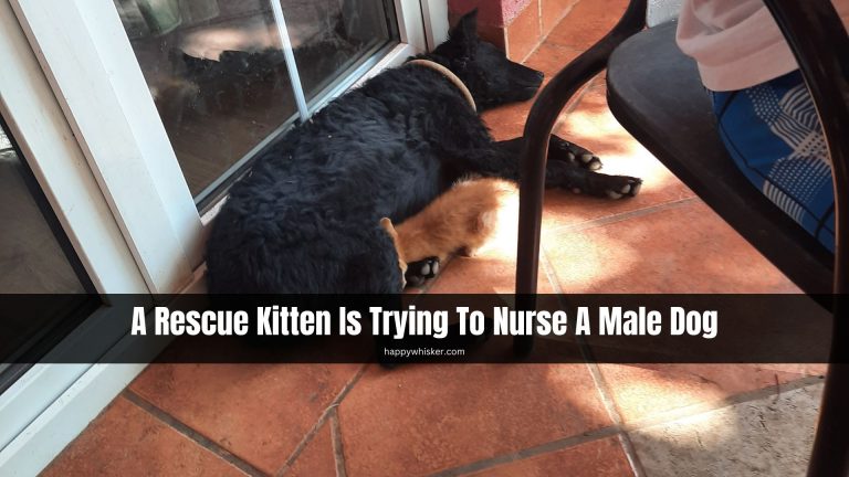 kitten nurse from dog