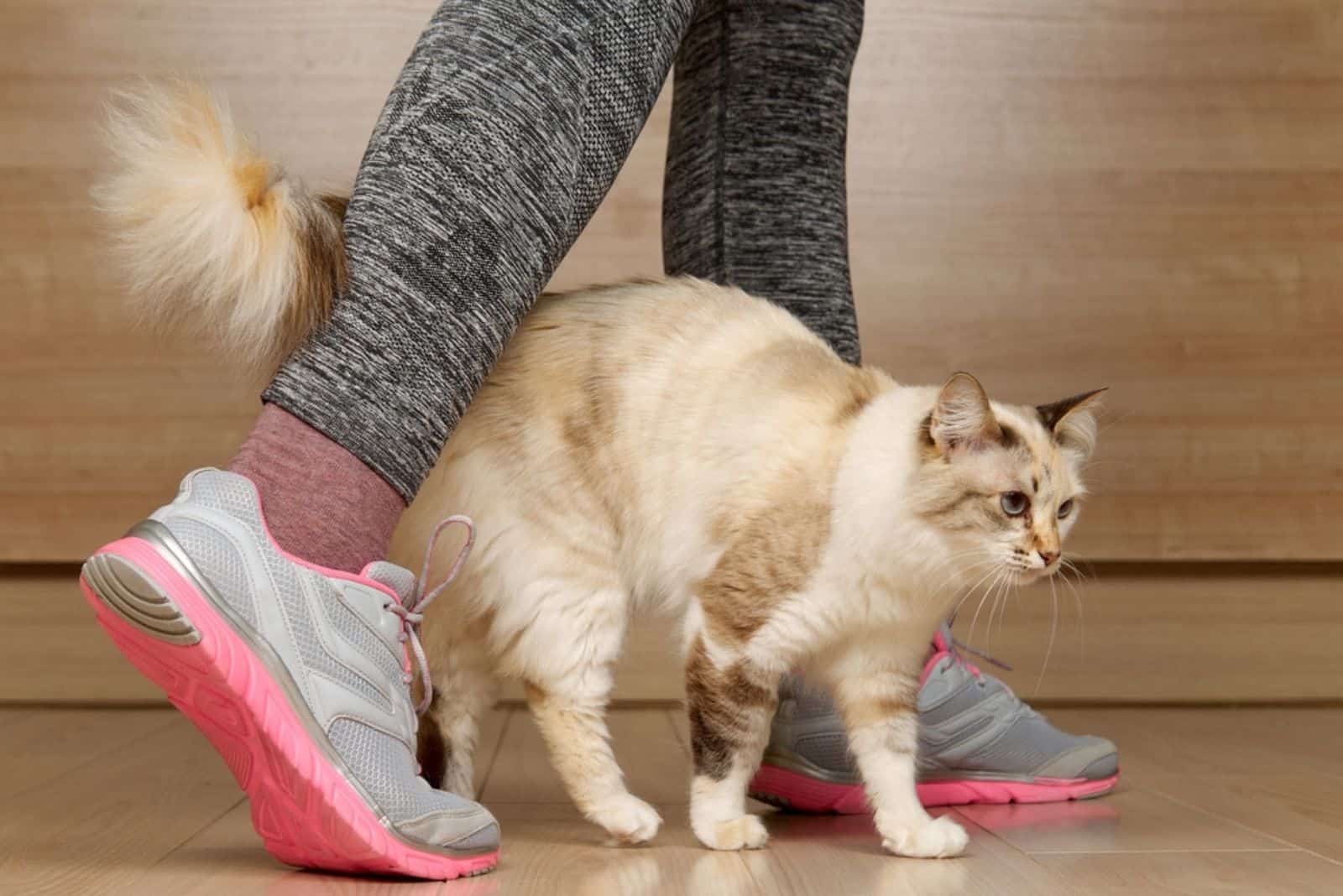 A beige cat stands next to woman’s legs in sports shoes.