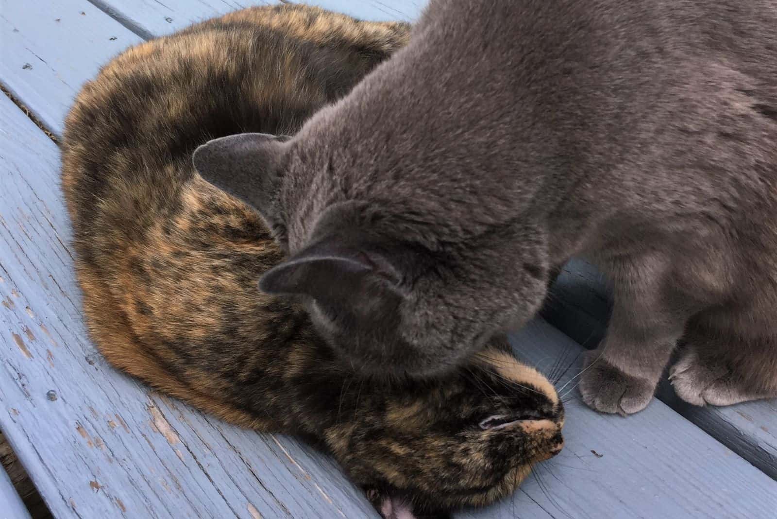 A gray Russian Blue cat biting the neck of a Calico cat outdoors on a wooden deck