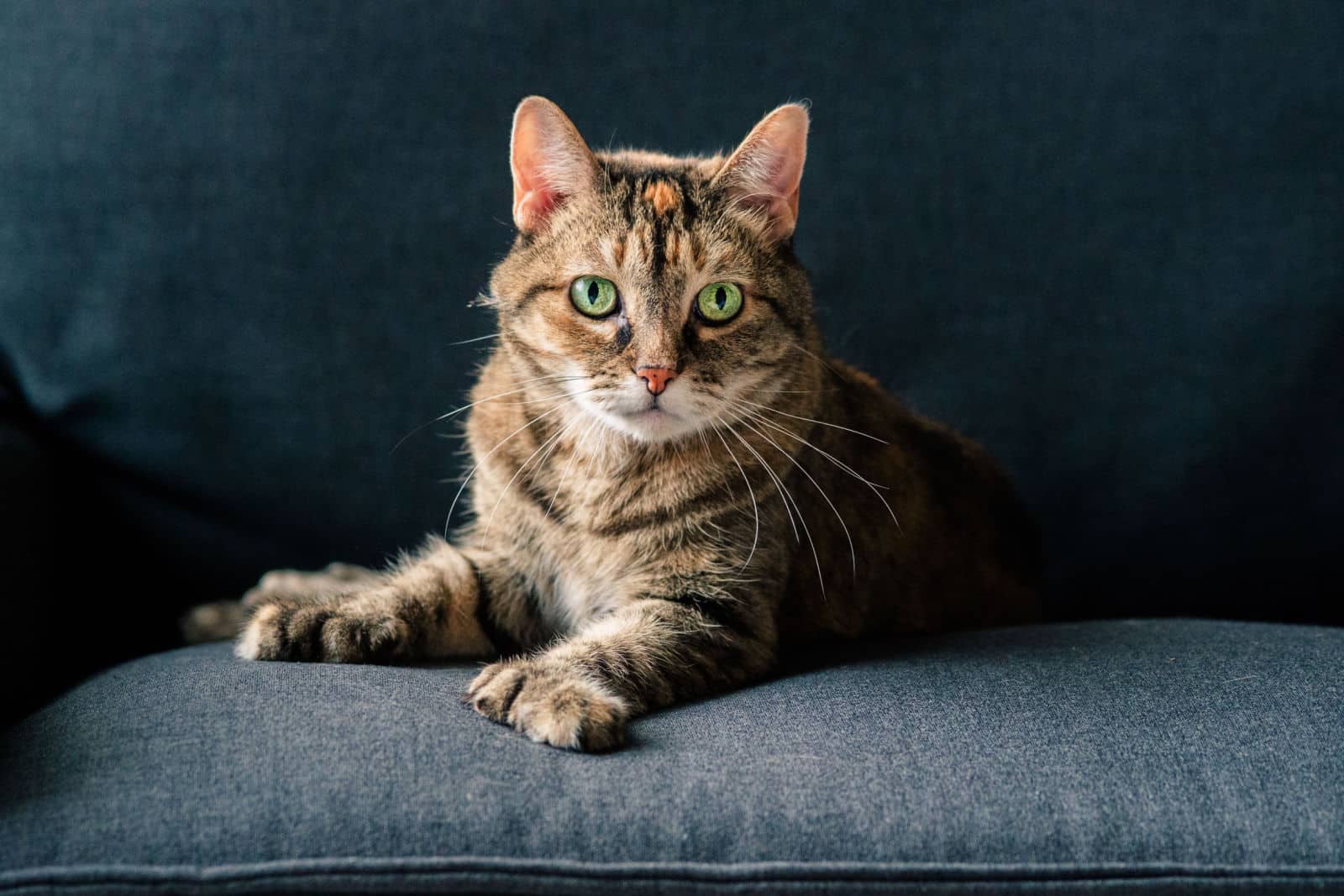 A polydactyl cat sits on a grey chair