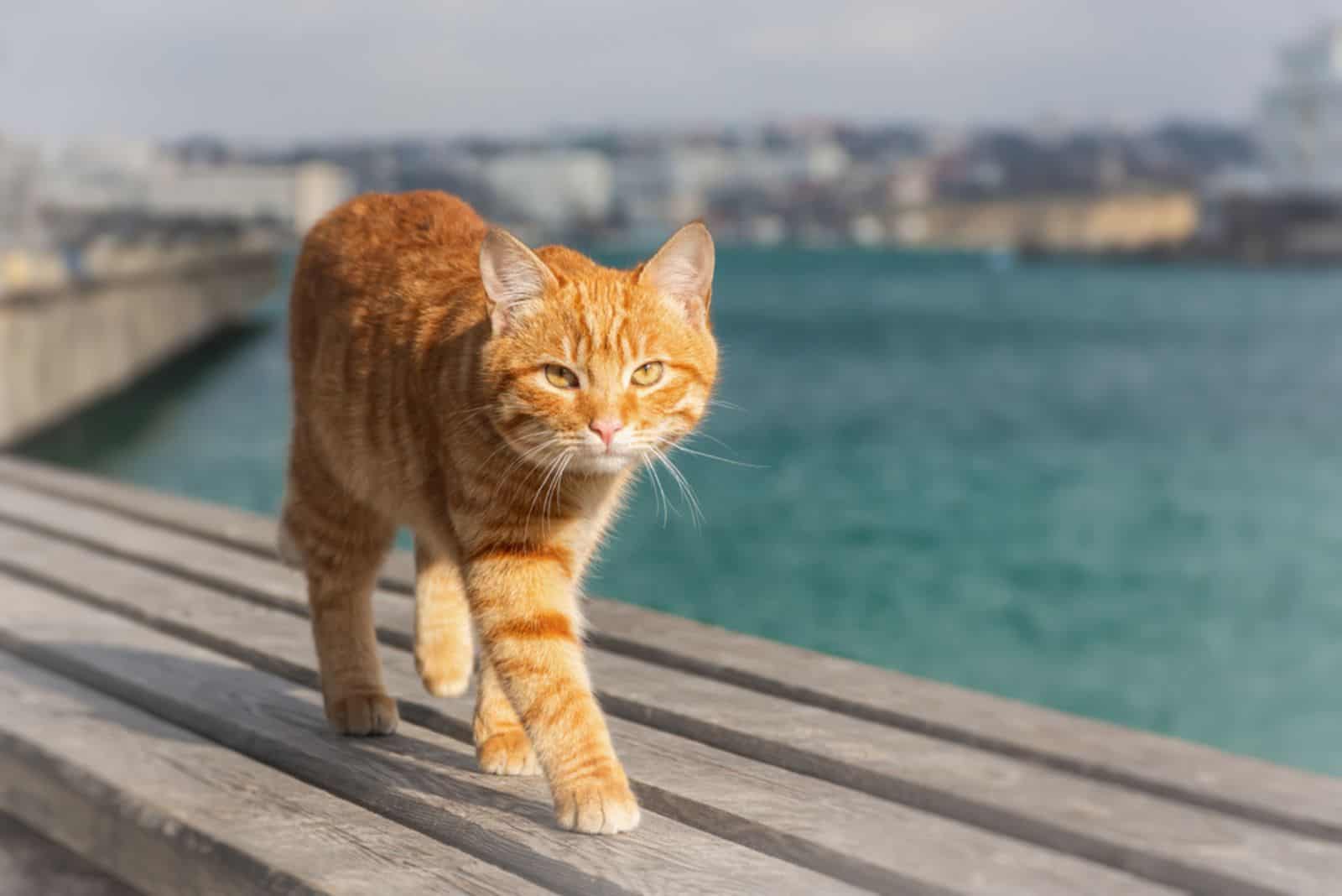 A red cat walks on a wooden deck