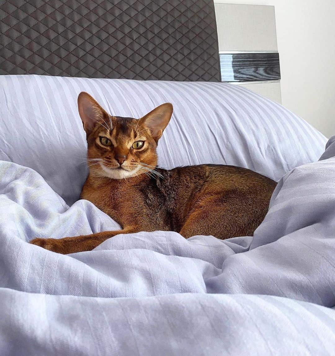 Abyssinian Cat is lying on the bed
