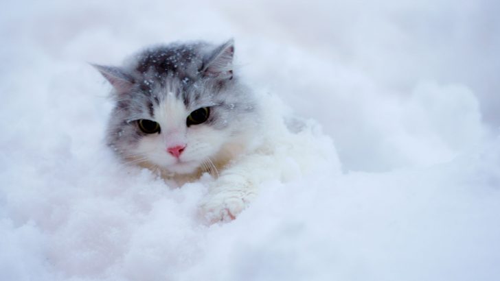 Adorable Cat Breeds You Can Safely Take On Snow Adventures