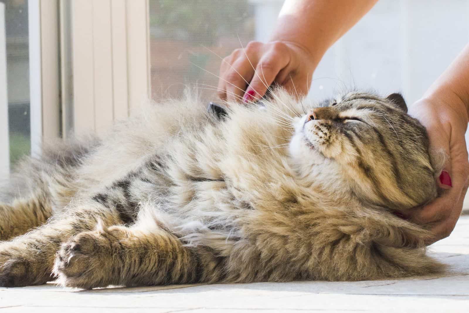 Adorable long haired siberian cat enjoys being brushed