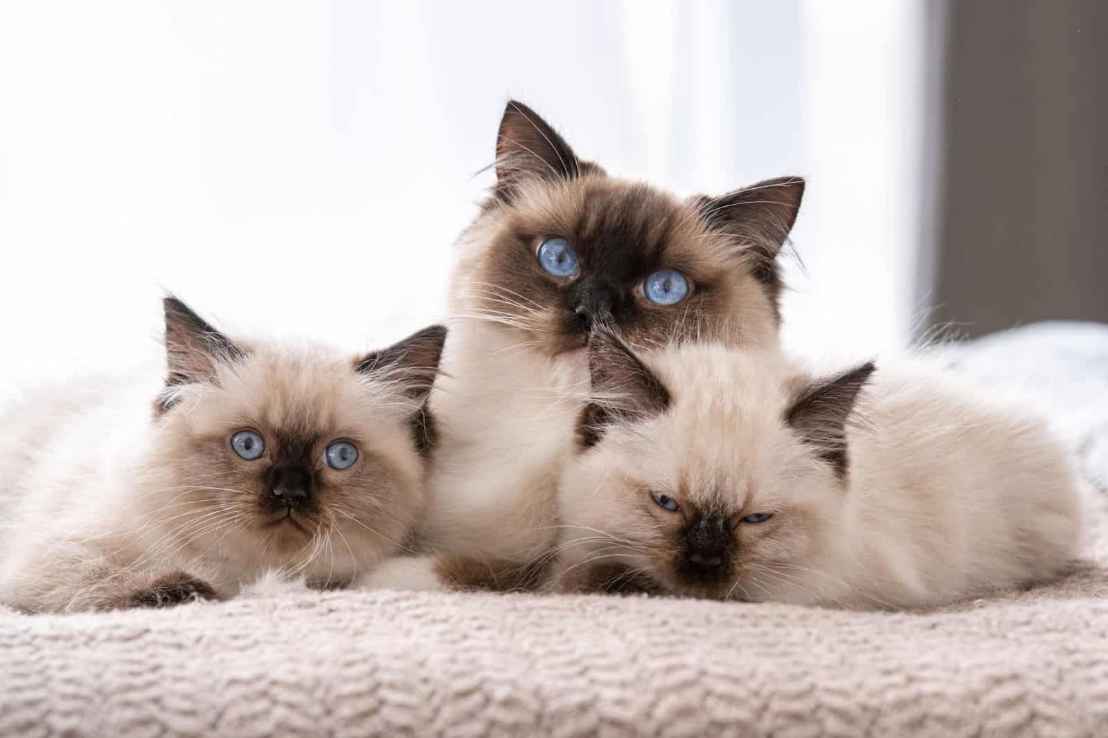 Adorable ragdoll cat with beautiful blue eyes lying in the bed with two sleeping kittens