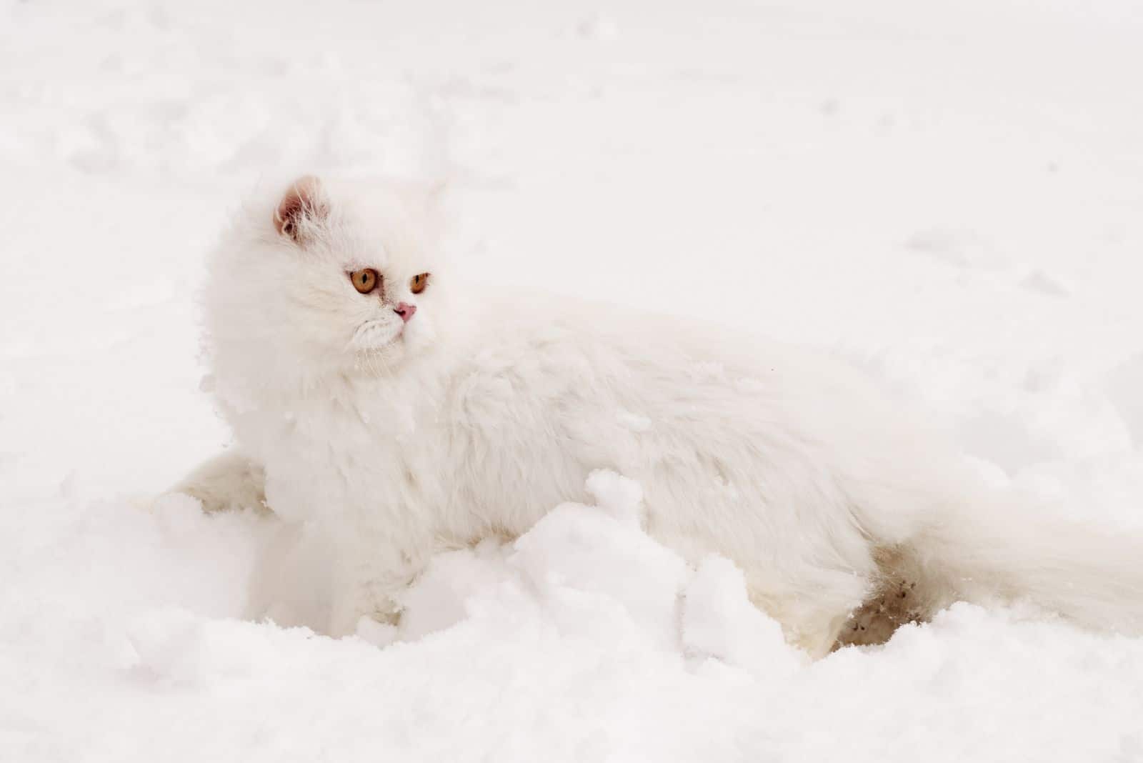 Adorable white Persian cat in snow