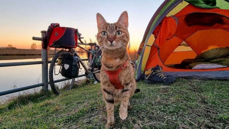 photo of nala, the traveling cat