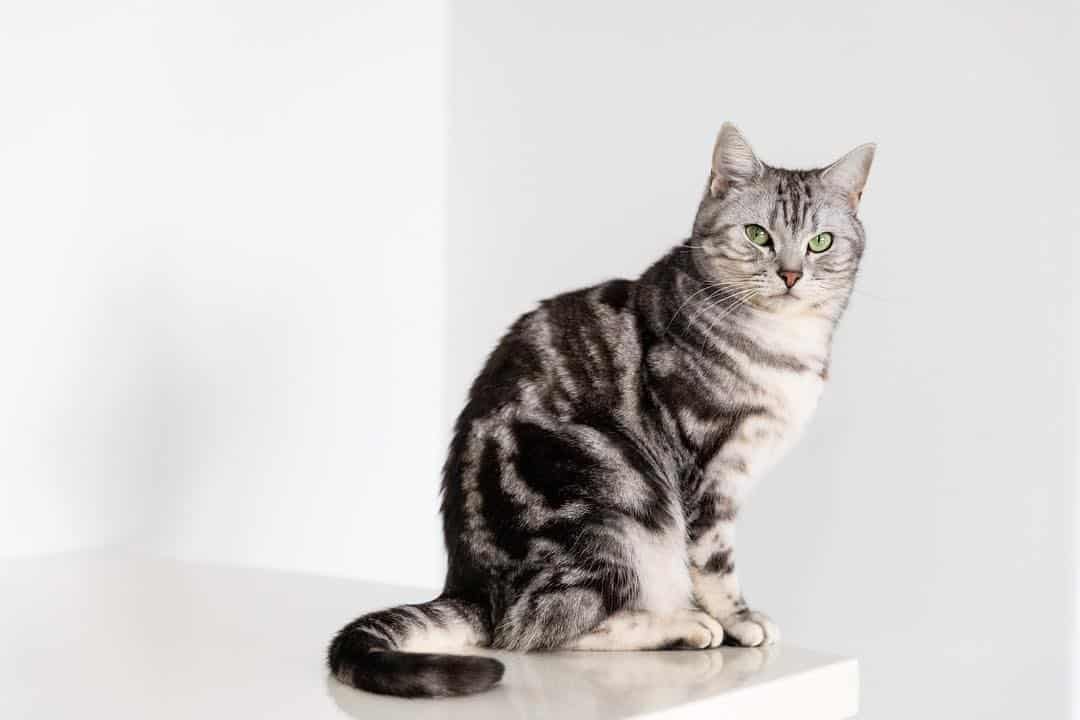 American Shorthair Cat is sitting on the table