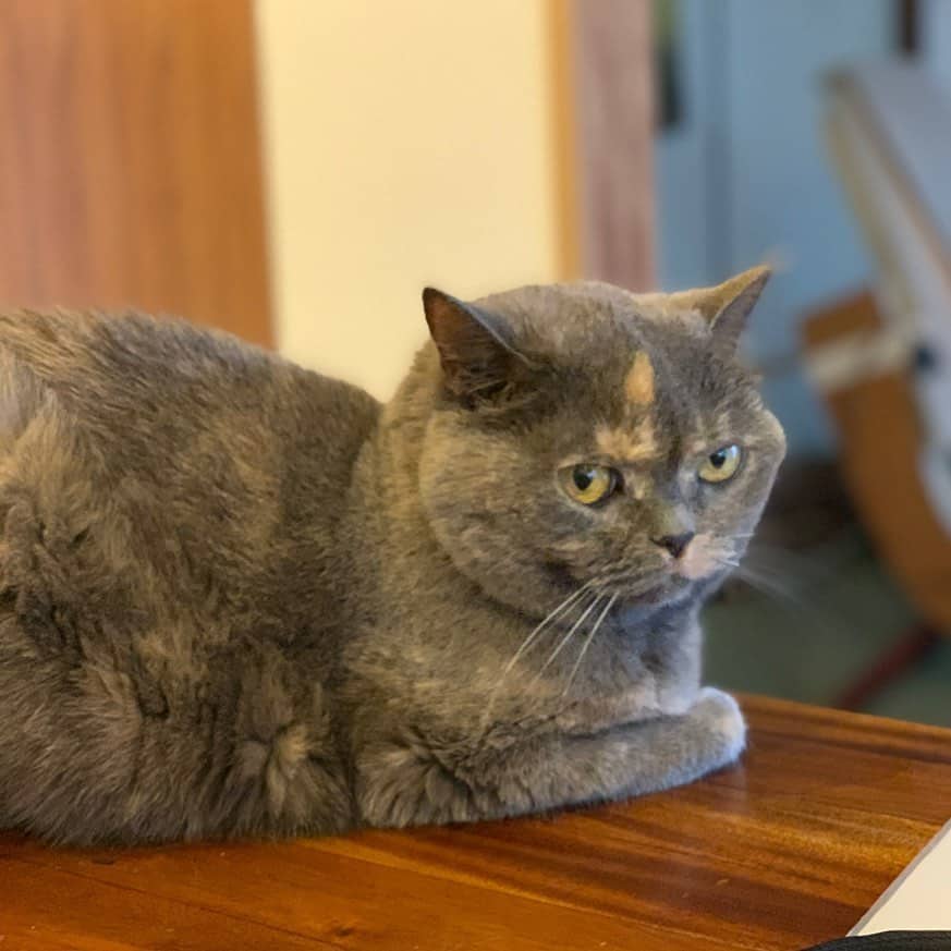 Blue Tortoiseshell Cats are lying on the table