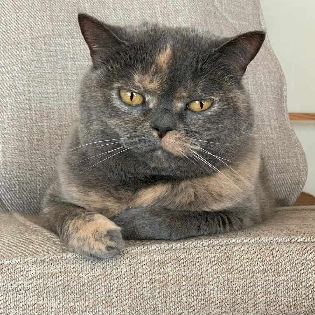 Blue Tortoiseshell Cats is lying on the couch