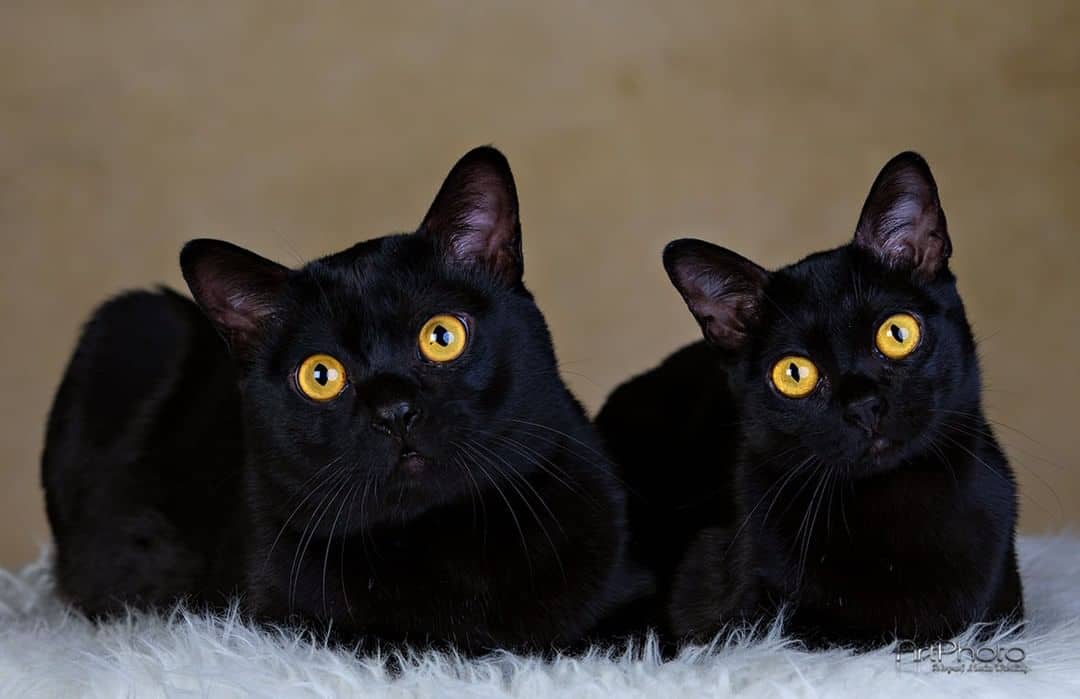 Bombay Cats sit and look at the camera