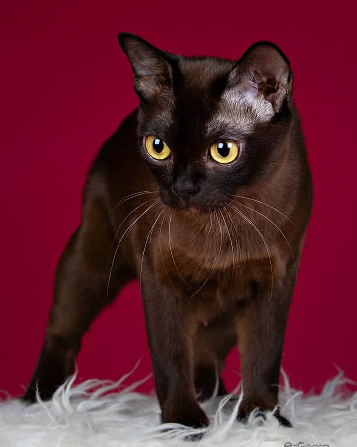 Burmese Cat with downcast eyes