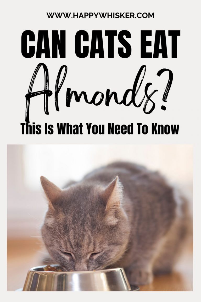 Can Cats Eat Almonds? This Is What You Need To Know