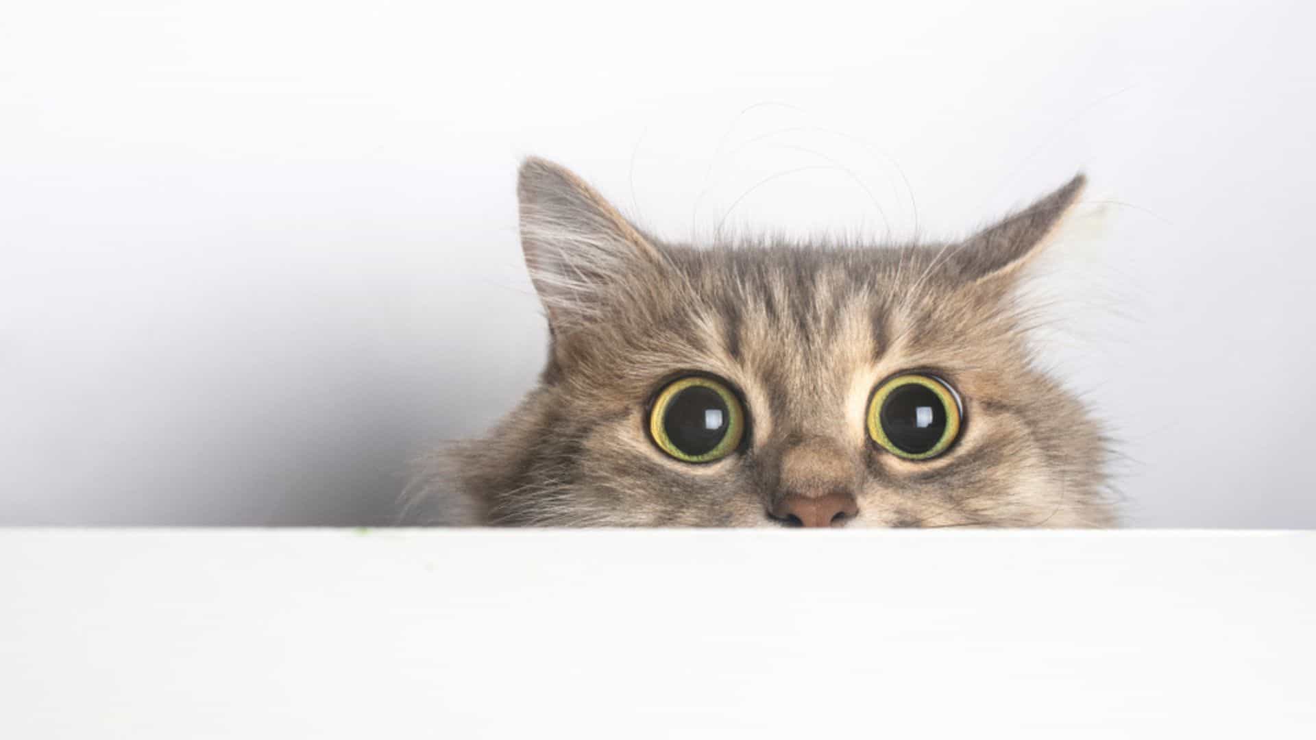 scared cat peeking