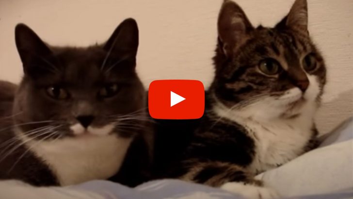 Can You Understand Anything These Two Cats Are Saying?