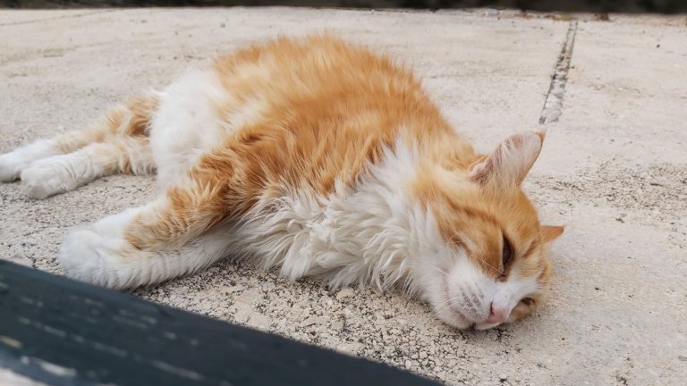 the cat is lying on the pavement