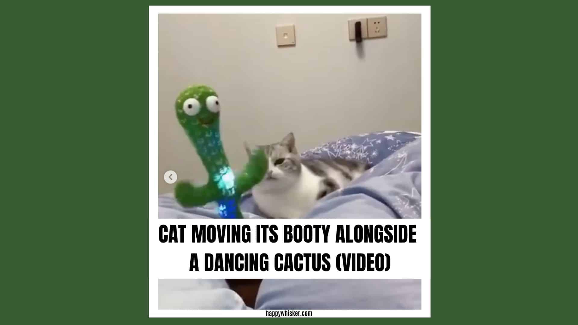 cat dancing with cactus toy