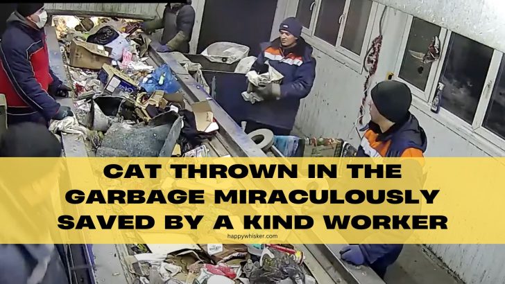 Cat Thrown In The Garbage Miraculously Saved By A Kind Worker