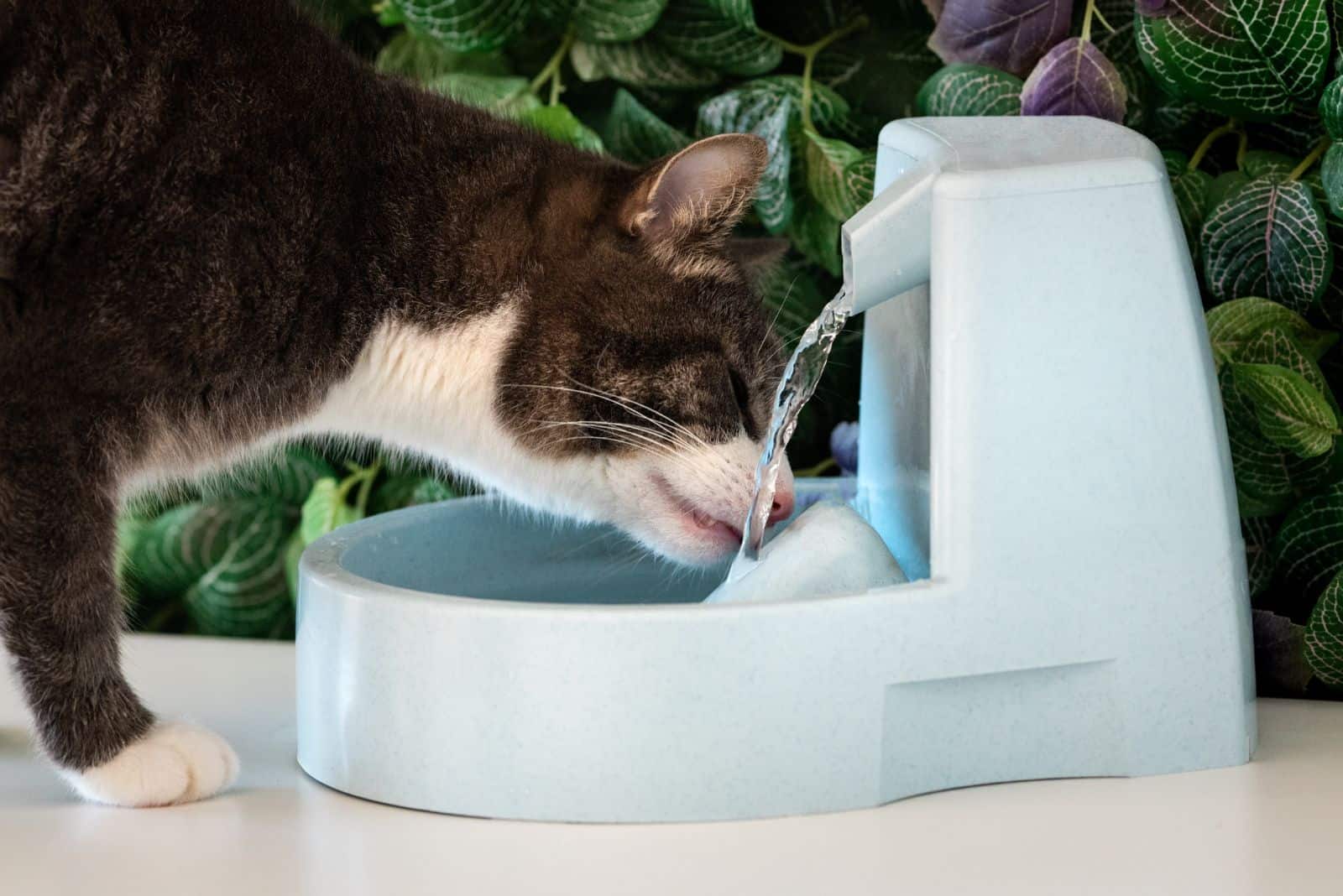 Cat drinks clean water from water dispenser