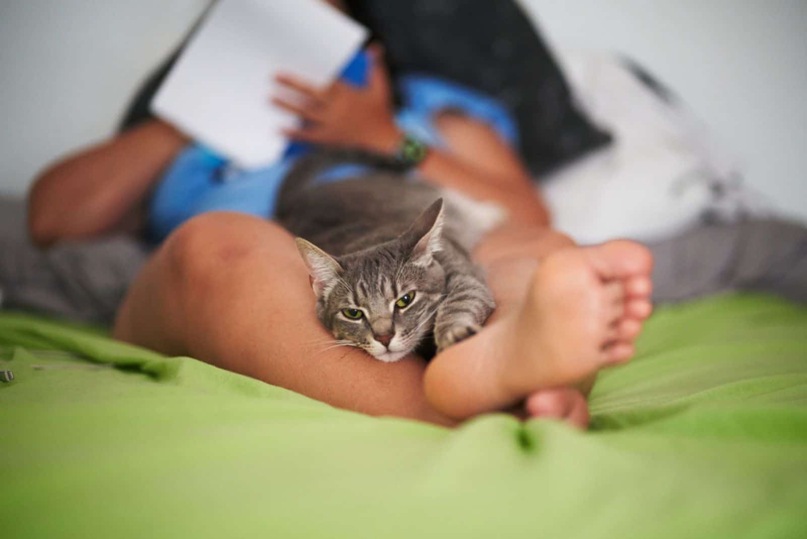 Cat looking at camera resting on the legs of a woman laying in bed