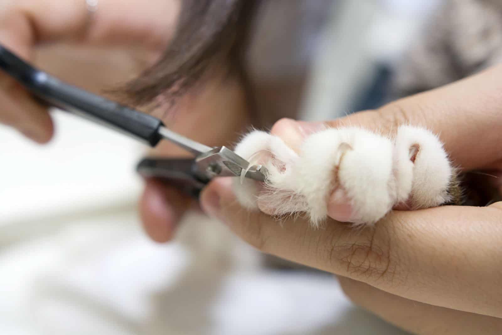 Cat's getting a nail trim