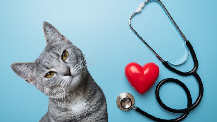 Celebrate “National Cat Health Month” With Your Furry Friend