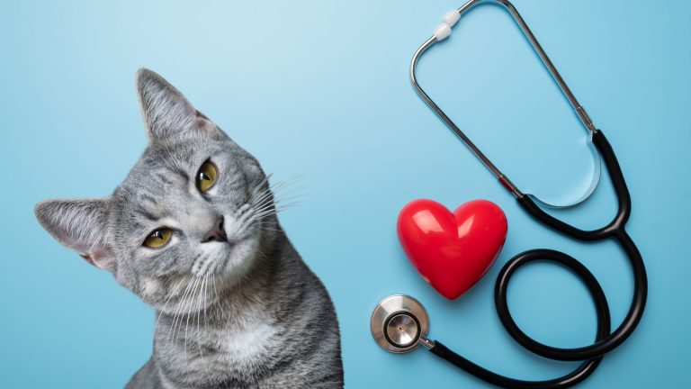 National Cat Health Month