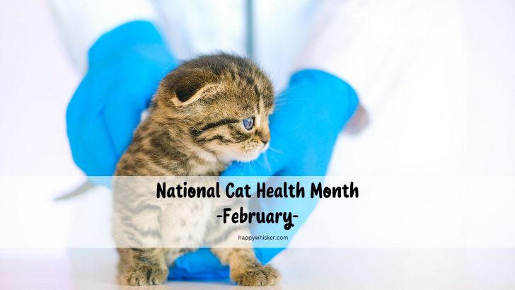 Celebrate “National Cat Health Month” With Your Furry Friend