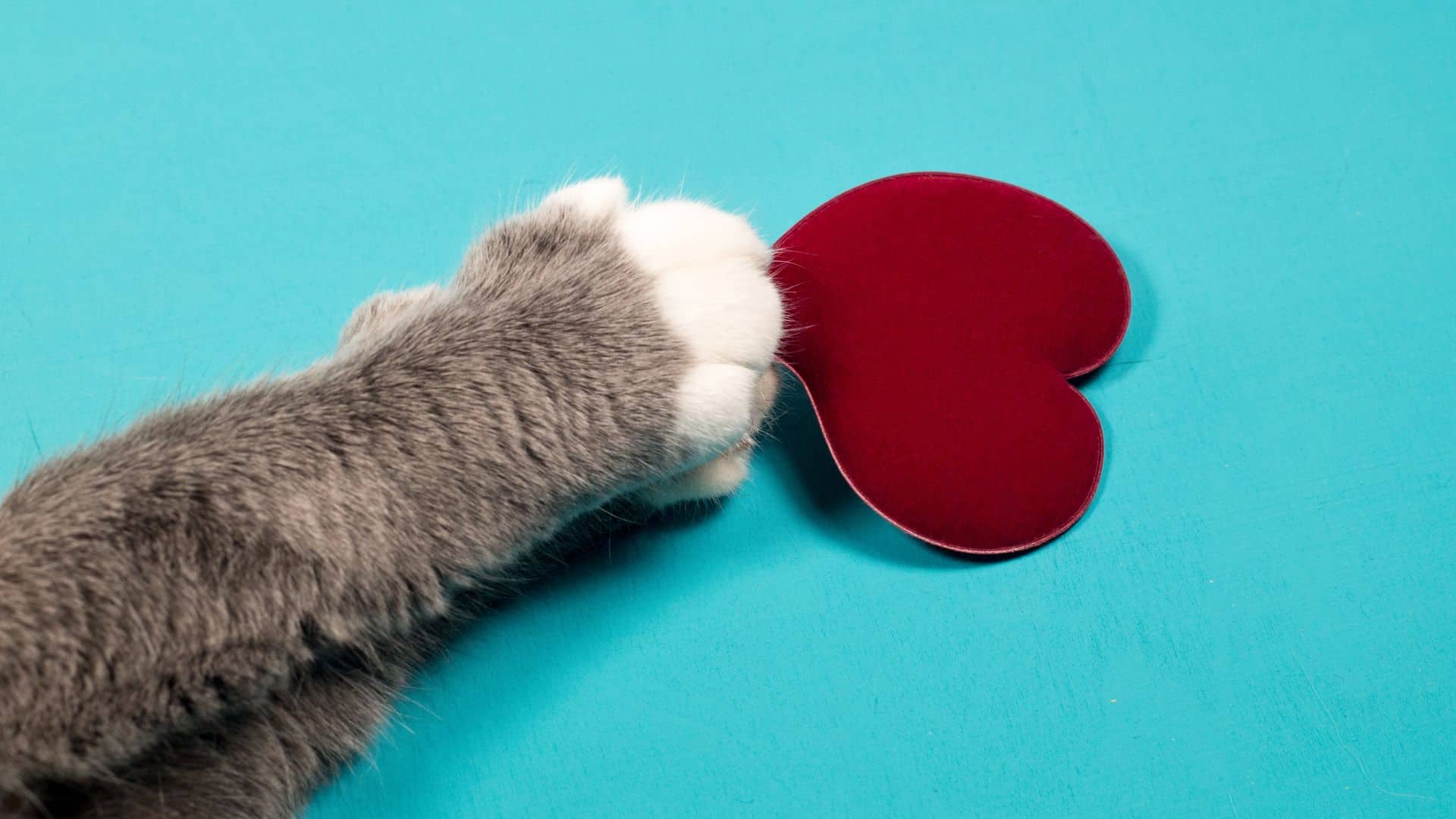 paw holding heart
