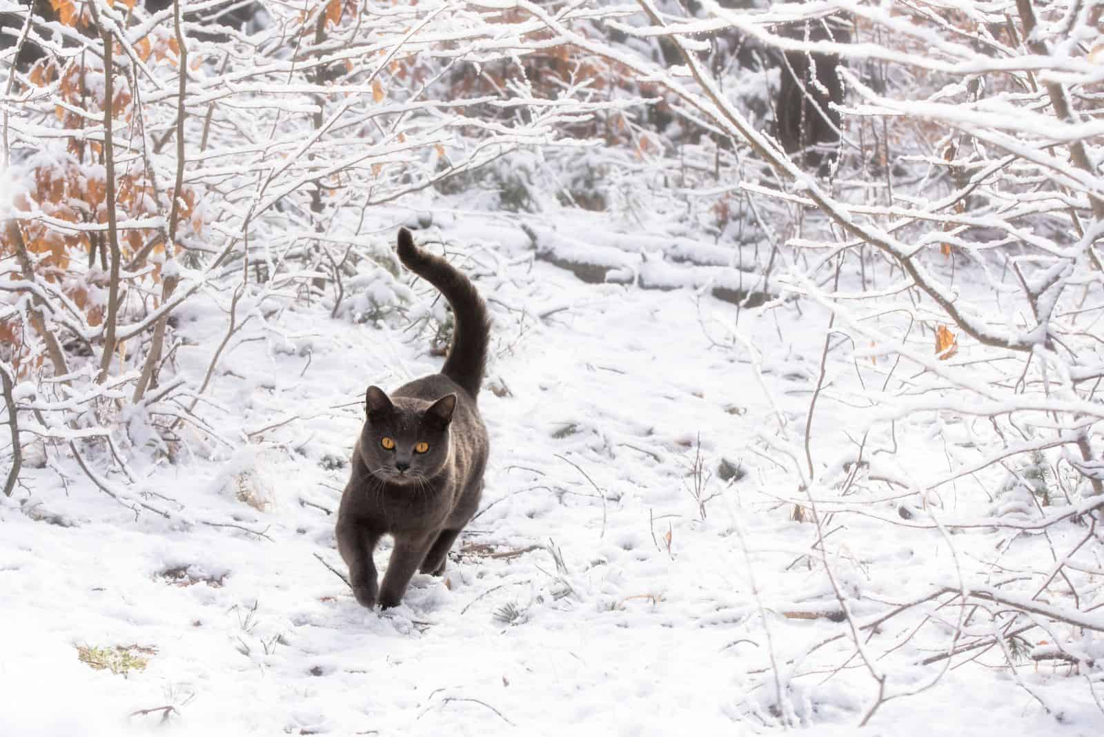 Chartreux Cat running in the snow